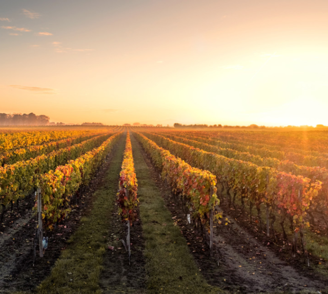 Les vignes sont intégrées au jumeau numérique global comme l'ensemble des installations de production et de stockage.